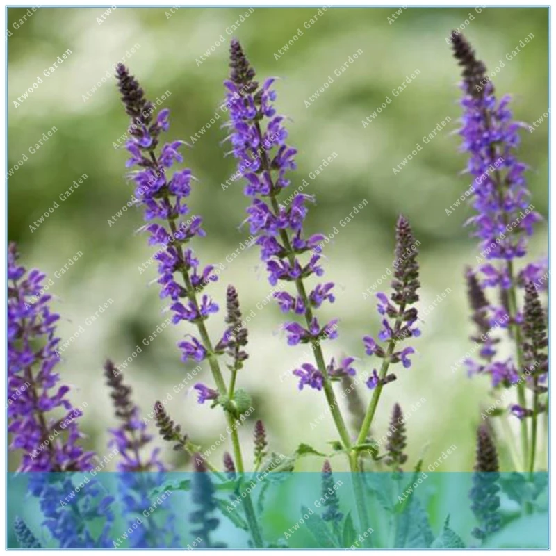 ZLKING 100pcs Chia Mexcian Salvia Hispanica Flower Mint Plants Magic Home Garden Lose Weight Plant Potted
ZLKING 100pcs Chia Mexcian Salvia Hispanica Flower Mint Plants Magic Home Garden Lose Weight Plant Potted