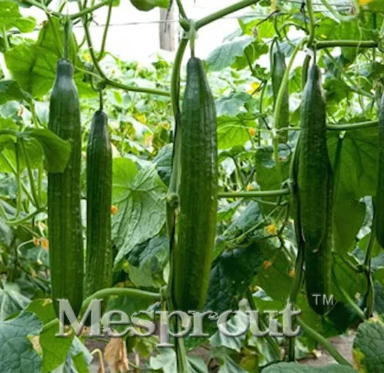 Terrace Vegetable Tangshan Autumn Melon Cucumber Bonsai Garden Planting Bonsai Can Be Refreshing Fruit Bonsai100
Terrace Vegetable Tangshan Autumn Melon Cucumber Bonsai Garden Planting Bonsai Can Be Refreshing Fruit Bonsai100