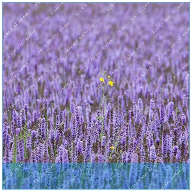 ZLKING 100PCS Agastache Rugosa Patchouli Herb Blue Licorice Indian Mint Purple Giant Hyssop
ZLKING 100PCS Agastache Rugosa Patchouli Herb Blue Licorice Indian Mint Purple Giant Hyssop