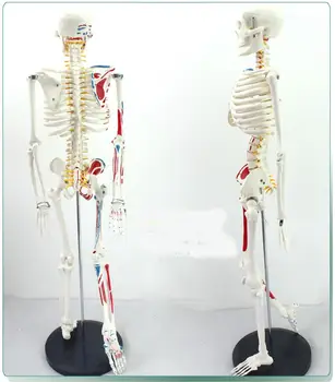 high quality 85CM human skeleton model with Spinal nerve and Muscle starting and ending point
high quality 85CM human skeleton model with Spinal nerve and Muscle starting and ending point