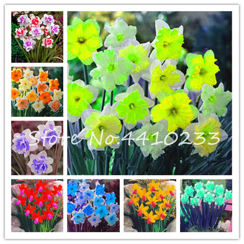 100 Pcs Narcissus Bonsai Flower Potted Coloful Daffodil Flower Bonsai Perennial Double Petals Potted Diy Home Garden Plant Flore
100 Pcs Narcissus Bonsai Flower Potted Coloful Daffodil Flower Bonsai Perennial Double Petals Potted Diy Home Garden Plant Flore