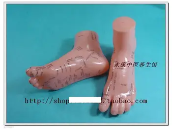19cm Foot reflex zone massage model, not acupuncture model, Chinese and English code TCM Feet Reflexology, 1 pair
19cm Foot reflex zone massage model, not acupuncture model, Chinese and English code TCM Feet Reflexology, 1 pair