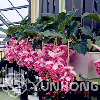 Hot selling 10pcs Cute Red Lotus Lantern Flower Bonsai Gorgeous Aquatic Plant DIY home garden free shipping Potted plant
Hot selling 10pcs Cute Red Lotus Lantern Flower Bonsai Gorgeous Aquatic Plant DIY home garden free shipping Potted plant