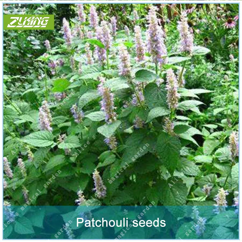 ZLKING 100Pcs Chinese Patchouli Grass Bonsai High Germination Rate Herbal high Varieties Plant Have A Scent
ZLKING 100Pcs Chinese Patchouli Grass Bonsai High Germination Rate Herbal high Varieties Plant Have A Scent
