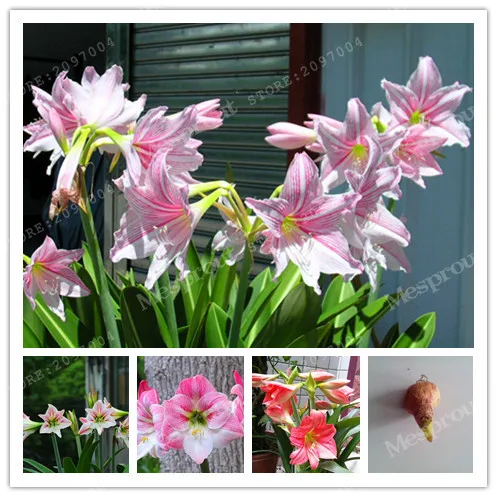 True Pink Hippeastrum Rutilum Bulbs,( Hippeastrum Rutilum Bonsai),Amaryllis Flowers Symbolizes Love, Flower Plant -2 Bulbs
True Pink Hippeastrum Rutilum Bulbs,( Hippeastrum Rutilum Bonsai),Amaryllis Flowers Symbolizes Love, Flower Plant -2 Bulbs