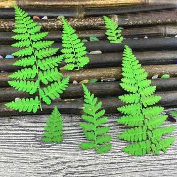 120pcs Pressed Dried Thelypteridaceae Leaf Leaves Plant Herbarium For Jewelry Pendant Craft Bookmark Making Accessories DIY
120pcs Pressed Dried Thelypteridaceae Leaf Leaves Plant Herbarium For Jewelry Pendant Craft Bookmark Making Accessories DIY