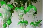 Mixed 200 PCS 5 kinds Fuchsia hybrida Voss Lanterns Flowers Begonia Malus Spectabilis Chinese decorative flowers
Mixed 200 PCS 5 kinds Fuchsia hybrida Voss Lanterns Flowers Begonia Malus Spectabilis Chinese decorative flowers