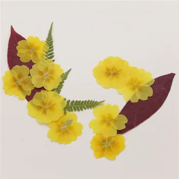 Jasminum Nudiflorum Pressed Dried flower Real Specimens For Girls Ornaments free shipment 1 lot/120pcs
Jasminum Nudiflorum Pressed Dried flower Real Specimens For Girls Ornaments free shipment 1 lot/120pcs