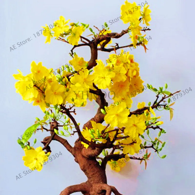 10pcs/bag yellow Jasmine Bonsai,Jasmine Plantas Indoor Flores of perennial flower plants home and garden use
10pcs/bag yellow Jasmine Bonsai,Jasmine Plantas Indoor Flores of perennial flower plants home and garden use