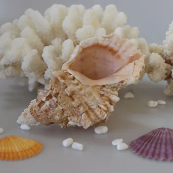 Free Shipping(1pcs/lot)Big Frog Shell Natural Shell & Conch Home Decoration Aquarium Landscaping Shell Ornaments
Free Shipping(1pcs/lot)Big Frog Shell Natural Shell & Conch Home Decoration Aquarium Landscaping Shell Ornaments