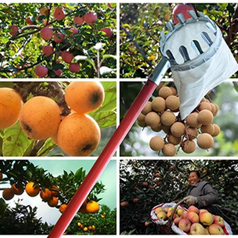 Metal Fruit Picker Fabric Bag Orchard Garden Tools Apple, Lemon, Orange, Plum Agricultural Fruit Picking Tool
Metal Fruit Picker Fabric Bag Orchard Garden Tools Apple, Lemon, Orange, Plum Agricultural Fruit Picking Tool