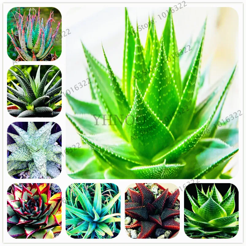 100pcs/bag Aloe vera flores,Vegetables and fruit plantas edible beauty Edible cosmetic Bonsai plants plante for home & garden
100pcs/bag Aloe vera flores,Vegetables and fruit plantas edible beauty Edible cosmetic Bonsai plants plante for home & garden