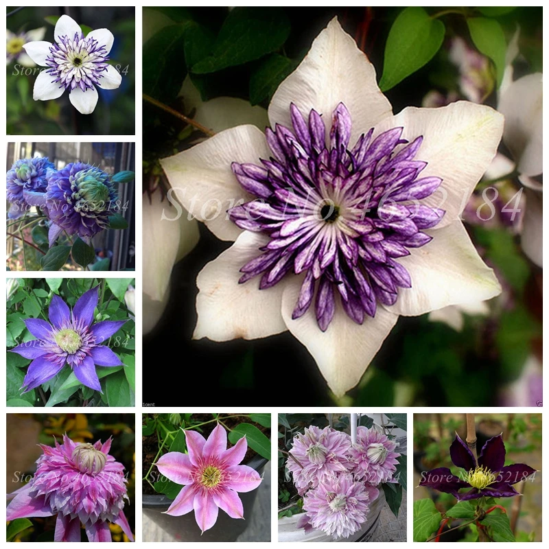 100 Pcs/ Bag Bonsai Clematis Flower Outdoor Clematis Vines Potted Perennial Flowers Climbing Bloom Plants For Home Garden Decor
100 Pcs/ Bag Bonsai Clematis Flower Outdoor Clematis Vines Potted Perennial Flowers Climbing Bloom Plants For Home Garden Decor