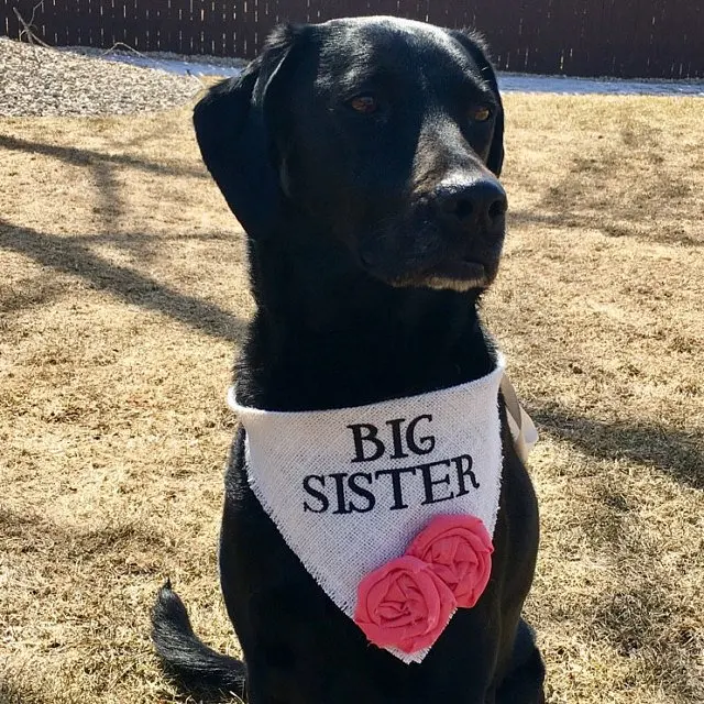 custom BIG SISTER burlap Pet Wedding Bandana Bridal Outfit Engagement Photos Pregnancy Announcement cards save the date collars
custom BIG SISTER burlap Pet Wedding Bandana Bridal Outfit Engagement Photos Pregnancy Announcement cards save the date collars