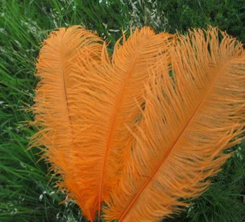 Wholesale beautiful orange ostrich feathers 100pcs 20-22 inches / 50-55 cm Weddings & Celebrations feathers
Wholesale beautiful orange ostrich feathers 100pcs 20-22 inches / 50-55 cm Weddings & Celebrations feathers