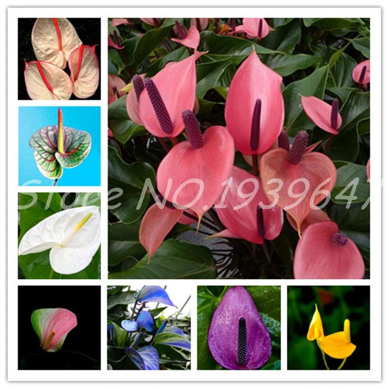 100 Pcs Rare Anthurium Flower Plants Outdoor Balcony Bonsai Potted Plants for DIY Home Garden Flowers Pot Planters Easy Grow
100 Pcs Rare Anthurium Flower Plants Outdoor Balcony Bonsai Potted Plants for DIY Home Garden Flowers Pot Planters Easy Grow