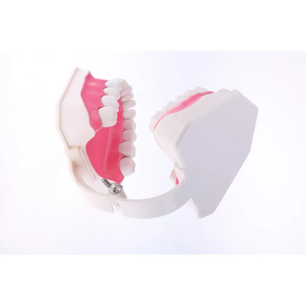2X Large PVC Human Teeth Model with Removable Lower Teeth School Teeth Teaching Tools Student Children Educational Toy