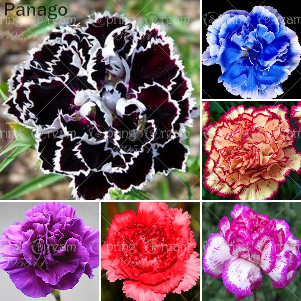 100Pcs Mixed Colors Carnation plant Dianthus caryophyllus flower plant perennial indoor flowering potted planting home garden
100Pcs Mixed Colors Carnation plant Dianthus caryophyllus flower plant perennial indoor flowering potted planting home garden