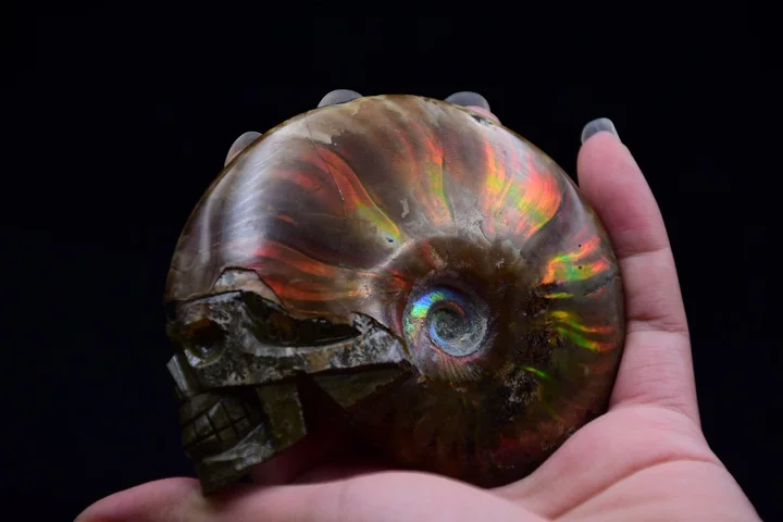 218 grams of natural quartz crystal snail shells carved bone healing aaa/nautilus specimens
218 grams of natural quartz crystal snail shells carved bone healing aaa/nautilus specimens