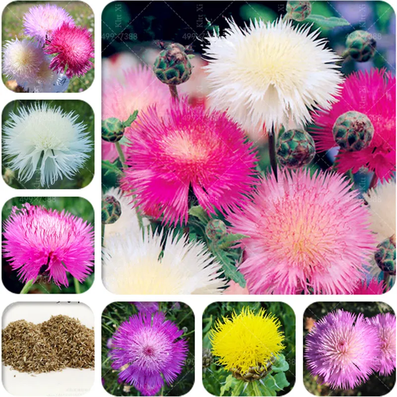 200 pcs/Bag Bonsai Cornflower(Centaurea Cyanus)Flower Bonsai Blue Centaurea Cyanus Excellent Cut Flower For Home Garden Plant
200 pcs/Bag Bonsai Cornflower(Centaurea Cyanus)Flower Bonsai Blue Centaurea Cyanus Excellent Cut Flower For Home Garden Plant