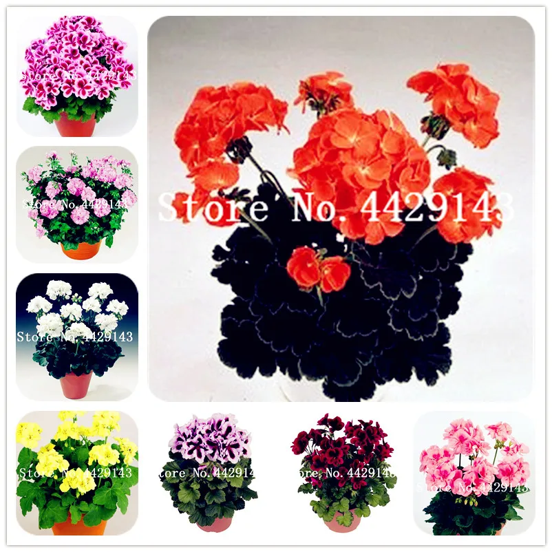 100 pcs Geranium flower Rare Variegated Geranium bonsai potted winter garden flower for bonsai Planting Simple for Home & Garden
100 pcs Geranium flower Rare Variegated Geranium bonsai potted winter garden flower for bonsai Planting Simple for Home & Garden