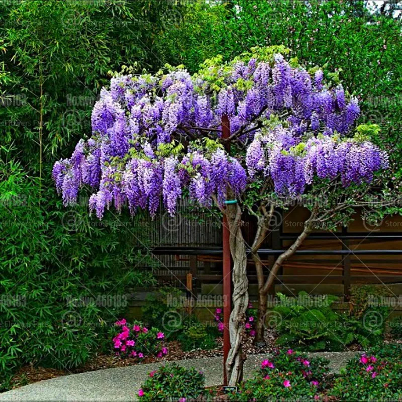 10pcs Wisteria bonsai Climbing Wisteria flower bonsai tree plants perennial ornamental flowers potted plant home garden planting
10pcs Wisteria bonsai Climbing Wisteria flower bonsai tree plants perennial ornamental flowers potted plant home garden planting