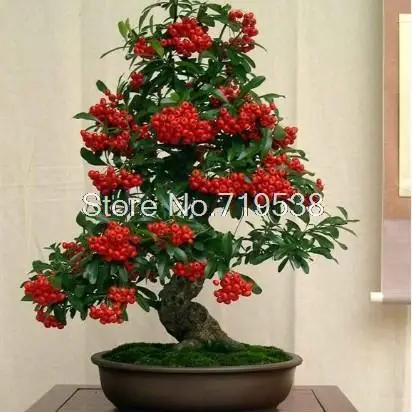 Balcony flowers indoor potted plants Pyracantha bonsai tree bonsais courtyard trees 100pcs/Pack
Balcony flowers indoor potted plants Pyracantha bonsai tree bonsais courtyard trees 100pcs/Pack