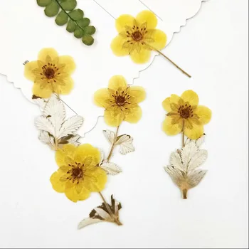 60pcs Pressed Dried Gold Rosa Multiflora Flower Plant Herbarium For Jewelry Postcard Invitation Card Phone Case Bookmark DIY
60pcs Pressed Dried Gold Rosa Multiflora Flower Plant Herbarium For Jewelry Postcard Invitation Card Phone Case Bookmark DIY