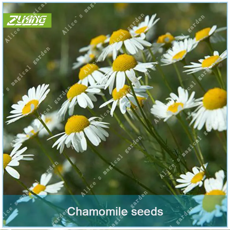 ZLKING 100pcs Chinese White Yellow Chamomile Chrysanthemum Flower Bonsai Fresh Nature High Germination Rate Plant
ZLKING 100pcs Chinese White Yellow Chamomile Chrysanthemum Flower Bonsai Fresh Nature High Germination Rate Plant