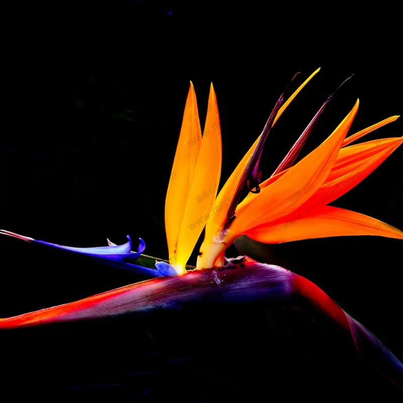 Houseplants Strelitzia Reginae bonsai Long Flowering Bird Of Paradise bonsai 20 Particles / Bag
Houseplants Strelitzia Reginae bonsai Long Flowering Bird Of Paradise bonsai 20 Particles / Bag