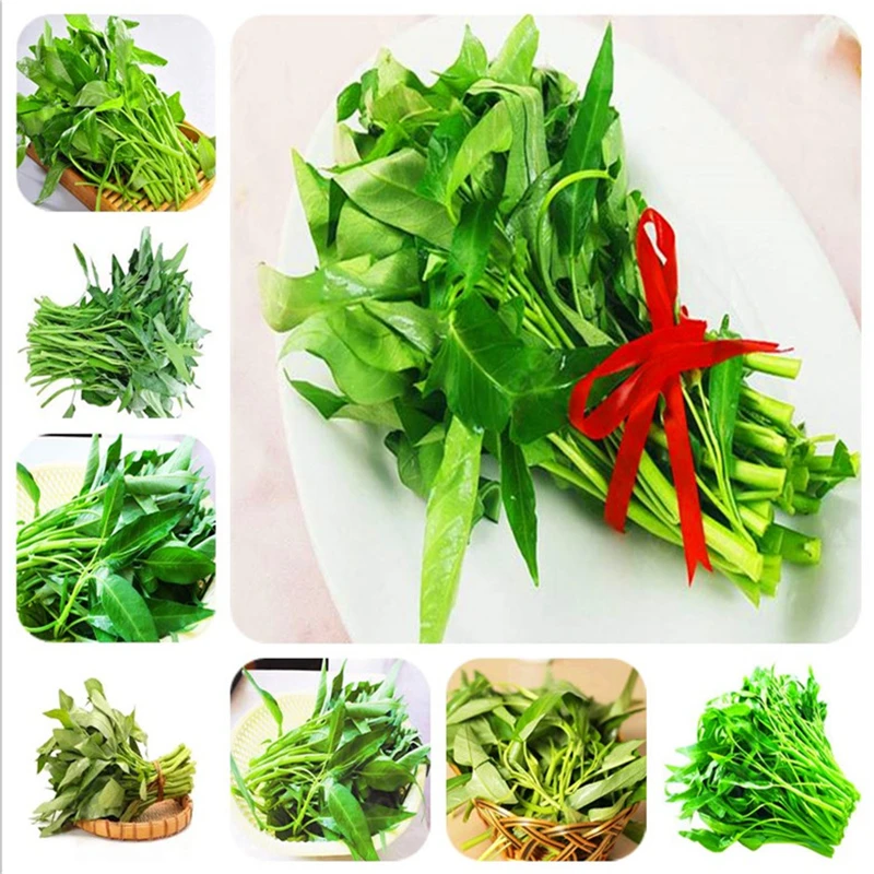 500pcs water spinach vegetable bonsai, Chinese spinach or watercress limited time promotion spinach bonsai organic green edible
500pcs water spinach vegetable bonsai, Chinese spinach or watercress limited time promotion spinach bonsai organic green edible