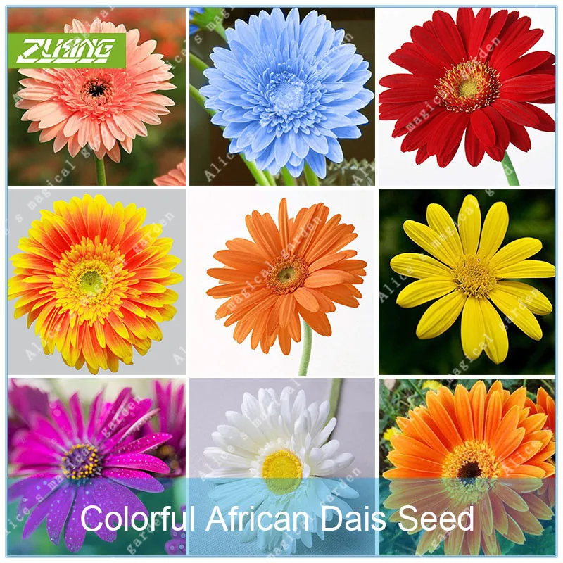 ZLKING 100Pcs Gerbera variety colors Bonsai Plant Flower Family Perennial Garden Chrysanthemum Easy To Grow Gift beautiful
ZLKING 100Pcs Gerbera variety colors Bonsai Plant Flower Family Perennial Garden Chrysanthemum Easy To Grow Gift beautiful