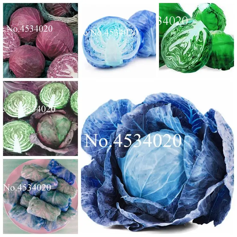 50 Pcs Cabbage Flower seedsplants Easy Grow Fruits Vegetables Bonsai Plant Non-GMO For Home Garden Decor DIY Potted plantas
50 Pcs Cabbage Flower seedsplants Easy Grow Fruits Vegetables Bonsai Plant Non-GMO For Home Garden Decor DIY Potted plantas