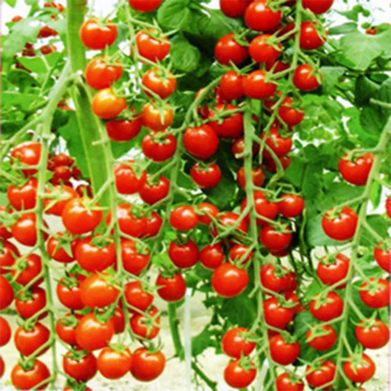 2019 Promotion Top Fashion None Libra Semillas Seeds Can Be Mixed Batch Of Plant Seeds Of Cool Expression Of Horticulture 1pcs
2019 Promotion Top Fashion None Libra Semillas Seeds Can Be Mixed Batch Of Plant Seeds Of Cool Expression Of Horticulture 1pcs