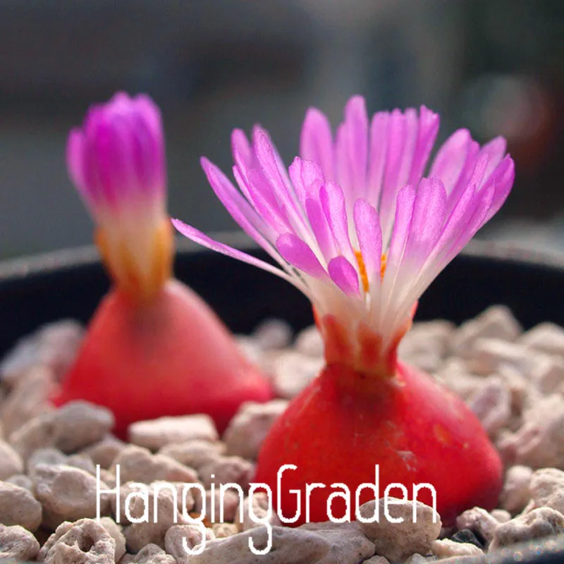 100 Bonsai, Purple Flower Raw Stone Flower pot Garden, Living room and Office Balcony Planting Succulents Lithops Plantas,#8GEA
100 Bonsai, Purple Flower Raw Stone Flower pot Garden, Living room and Office Balcony Planting Succulents Lithops Plantas,#8GEA