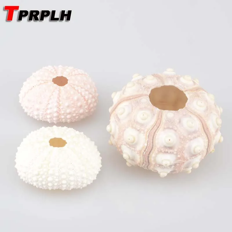 6Pcs/Lot Natural Small Purple Light Green Pink Sea Urchin Natural Shell Conch Beach Wedding Decoration Coastal Home Decro NL766
6Pcs/Lot Natural Small Purple Light Green Pink Sea Urchin Natural Shell Conch Beach Wedding Decoration Coastal Home Decro NL766