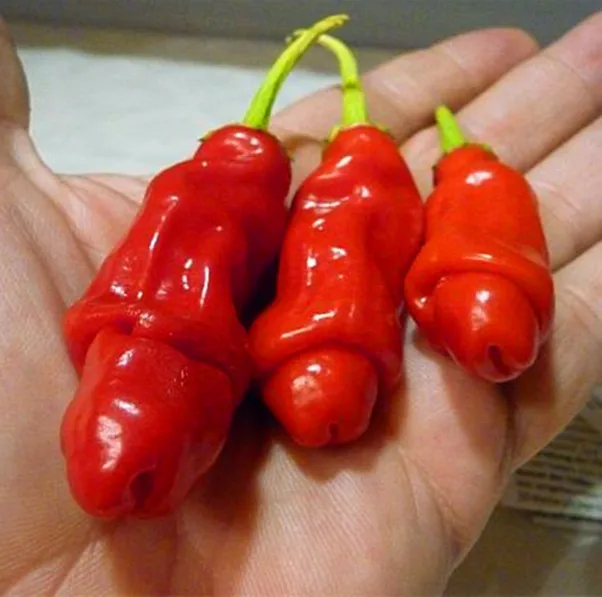 Magical Vegetable Plant 100 Pcs Sexy And Beauty Pepper Plant Rare Bonsai Plants Chilli Plant Tohum Sementes Sale Garden
Magical Vegetable Plant 100 Pcs Sexy And Beauty Pepper Plant Rare Bonsai Plants Chilli Plant Tohum Sementes Sale Garden