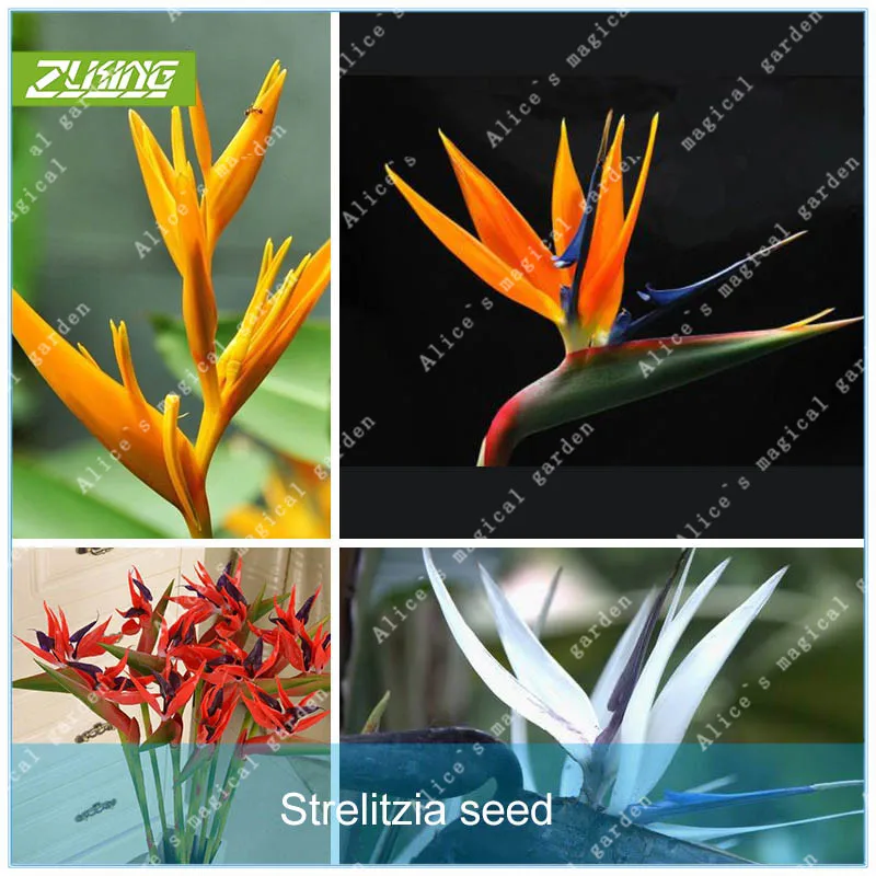 ZLKING 100pcs Strelitzia Reginae Flower Bonsai Plants For Home Garden Natural Growth Flowers Exotic Flowering Plants
ZLKING 100pcs Strelitzia Reginae Flower Bonsai Plants For Home Garden Natural Growth Flowers Exotic Flowering Plants