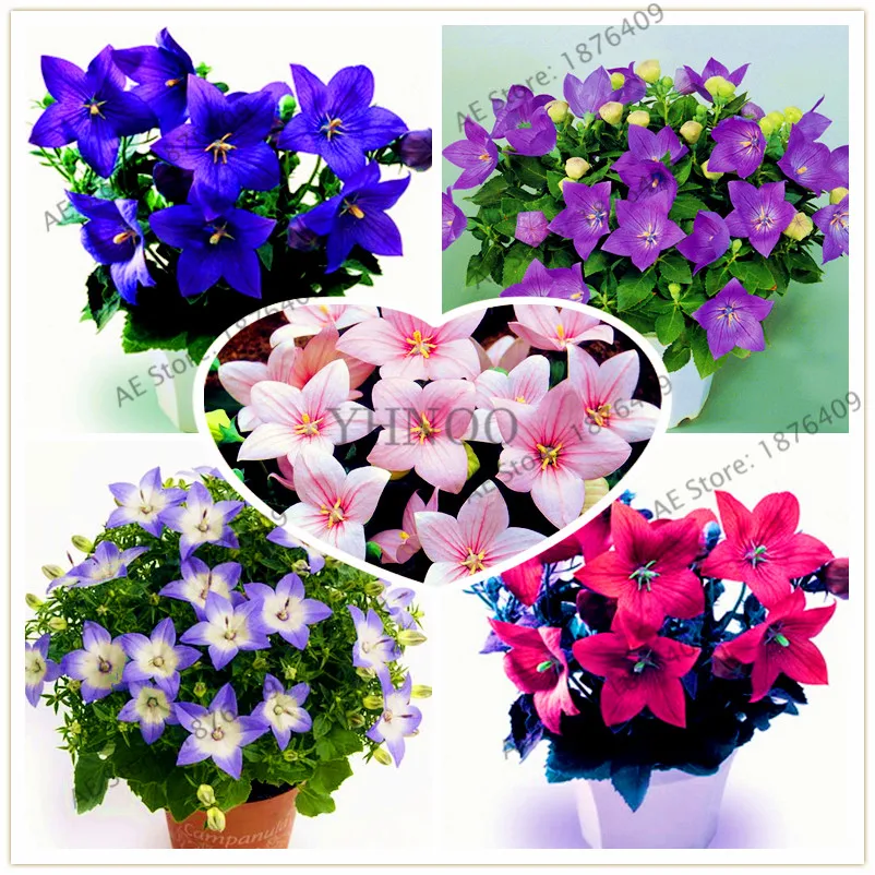 Big sale!100pcs/bags Campanulaceae Plantas,perennial garden home plants,bonsai plant for indoor and outdoor, easy to plant
Big sale!100pcs/bags Campanulaceae Plantas,perennial garden home plants,bonsai plant for indoor and outdoor, easy to plant