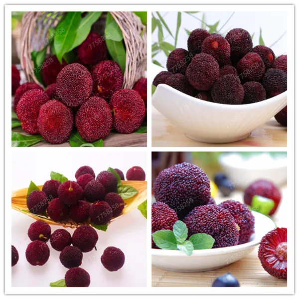 5pcs Arbutus Unedo Strawberry Tree Delicious Chinese Fruit bonsais For Healthy And Home Garden Easy Grow
5pcs Arbutus Unedo Strawberry Tree Delicious Chinese Fruit bonsais For Healthy And Home Garden Easy Grow