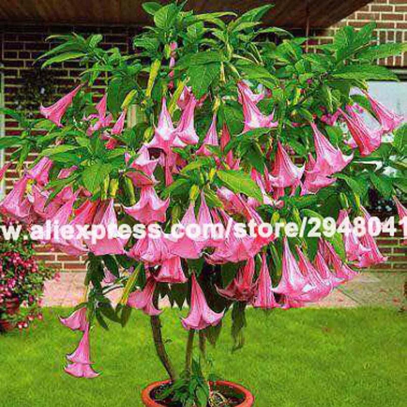 50 pcs/bag bonsai tree brugmansia datura , dwarf brugmansia Angel Trumpets bonsai flower,rare potted plant for home garden
50 pcs/bag bonsai tree brugmansia datura , dwarf brugmansia Angel Trumpets bonsai flower,rare potted plant for home garden