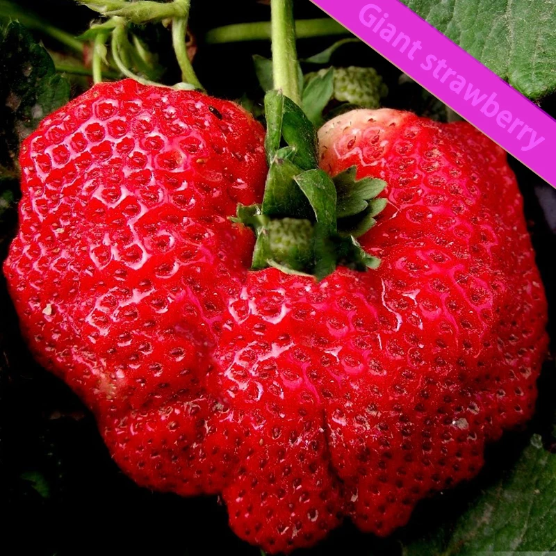 300 giant red fruit strawberry fruit DIY potted bonsai garden supplies home
300 giant red fruit strawberry fruit DIY potted bonsai garden supplies home