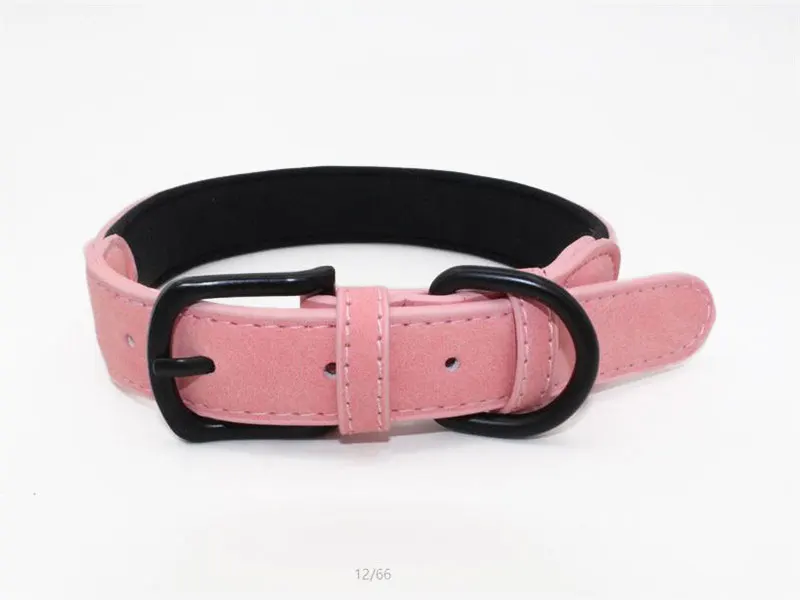11 collar chihuahua
