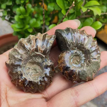 2pcs natural snail ammonite fossil shell crystal Mineral samples fossil conch reiki healing gift Apophyllite
2pcs natural snail ammonite fossil shell crystal Mineral samples fossil conch reiki healing gift Apophyllite