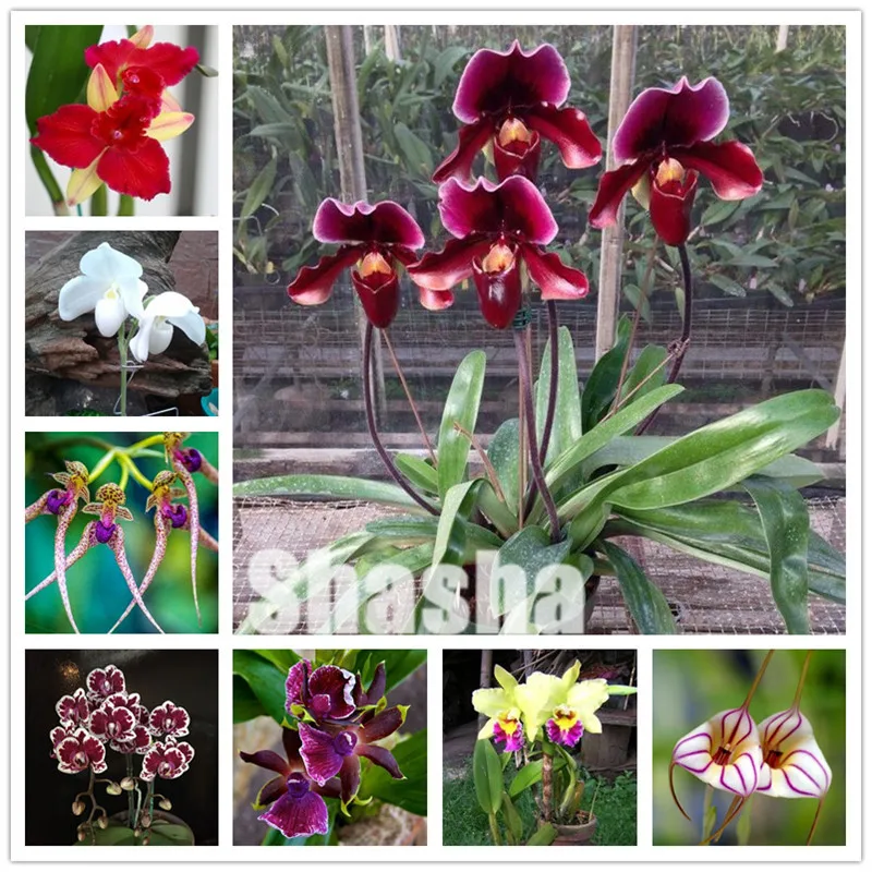 100 Pcs/Pack Phalaenopsis Orchid Bonsai Adorable Butterfly Orchid Flower Bonsai Sky Blue Plant Garden Plants Potted plant
100 Pcs/Pack Phalaenopsis Orchid Bonsai Adorable Butterfly Orchid Flower Bonsai Sky Blue Plant Garden Plants Potted plant