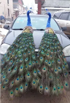 real life toy bird large 150cm beautiful feathers peacock model one pair peacocks handicraft garden,party Decoration h0967
real life toy bird large 150cm beautiful feathers peacock model one pair peacocks handicraft garden,party Decoration h0967