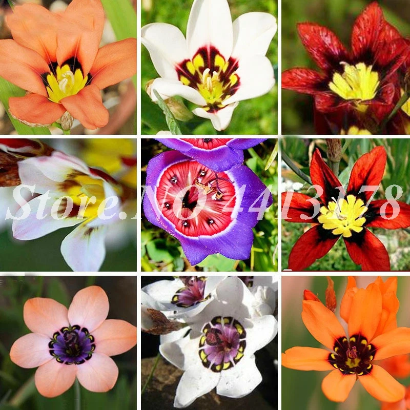 Mixed Color Wand Flower Plant Outdoor Balcony Pot Sparaxis Flowers Patio Hybrid Rose Flore Plant for Home Garden Planting 100pcs
Mixed Color Wand Flower Plant Outdoor Balcony Pot Sparaxis Flowers Patio Hybrid Rose Flore Plant for Home Garden Planting 100pcs