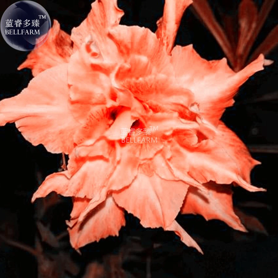 BELLFARM Adenium Fully Orange Petals Long Flower Tail Seeds, 2 seeds, 12-layer big blooms home garden supply flowers