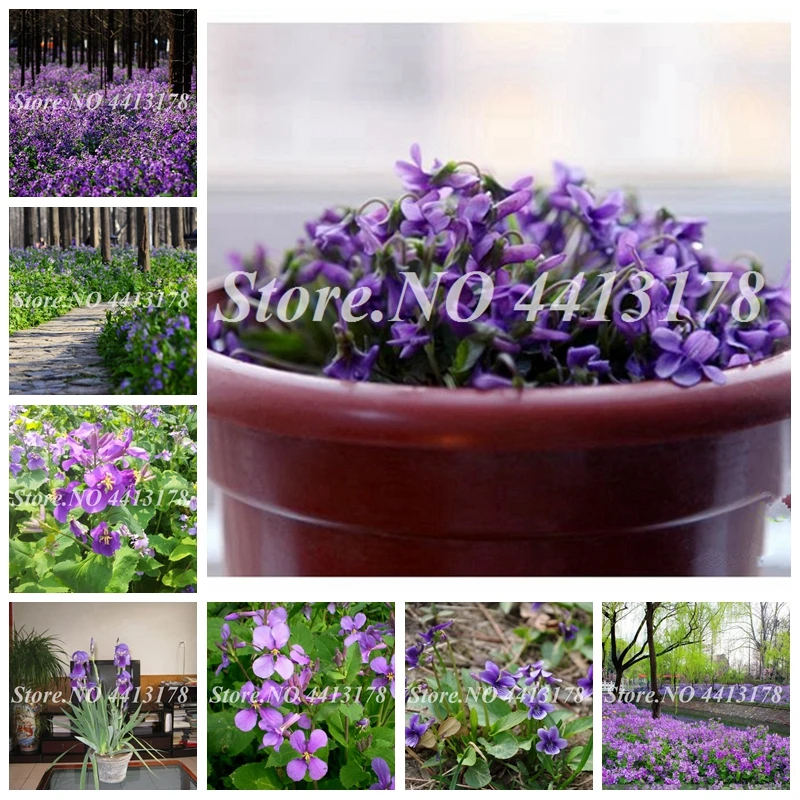Orychophragmus Violaceus Bonsai February Lan Plant DIY Violet Orychopragmus Flower Potted For Home Garden Planting 500 Pcs
Orychophragmus Violaceus Bonsai February Lan Plant DIY Violet Orychopragmus Flower Potted For Home Garden Planting 500 Pcs