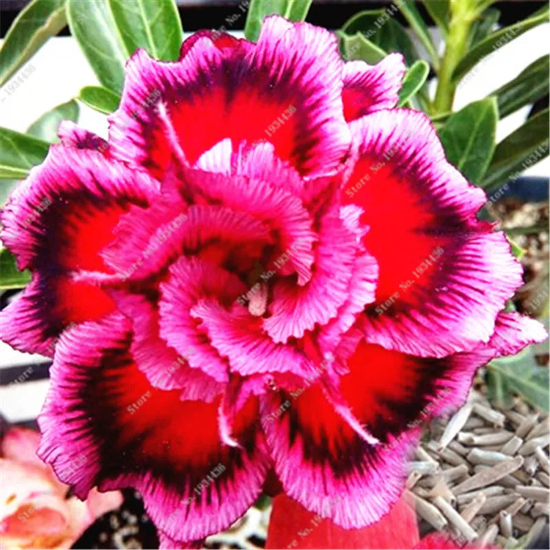 2 PCS Desert Rose Flower Pots Planters Adenium Obesum Garden Balcony Patio Potted Bonsai Fast Growing Blooming Plants
2 PCS Desert Rose Flower Pots Planters Adenium Obesum Garden Balcony Patio Potted Bonsai Fast Growing Blooming Plants